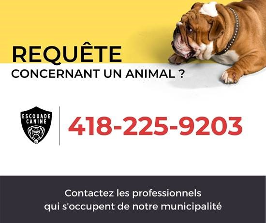 Licence de chien | Municipalité de Tring-Jonction
