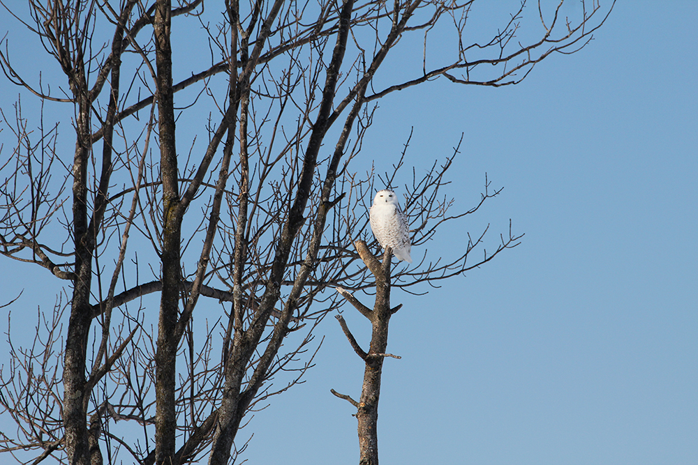 Profiter de l'hiver pour l'observation des oiseaux en Saskatchewan